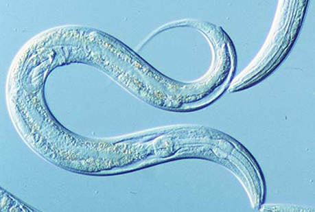 Reciclar grasa permite vivir más tiempo