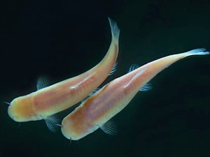 El día dura 46 horas para el pez ciego de Somalia.