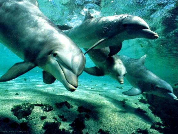 Los delfines ´hablan´ como los humanos.