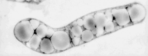 Investigadores Argentinos descifran el ADN de una bacteria patagónica que sirve para degradar hidrocarburos contaminantes