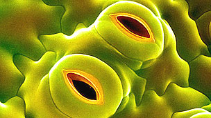 Cómo logran las plantas respirar con máxima eficiencia