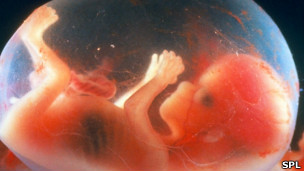 Cuando el feto comienza a sentir dolor