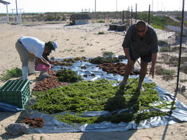 Identifican alga con efecto antioxidante y antimicrobiano.