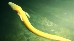 ¨Dragones¨ de la Edad de Hielo contra el asfalto