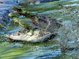 El cocodrilo gigante capturado en Filipinas rechaza su comida.