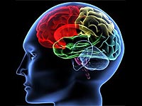 PHC, la zona del cerebro que dicta tus recuerdos.