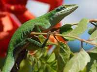 Descifran por primera vez el genoma de un lagarto, útil para comprender la evolución humana.