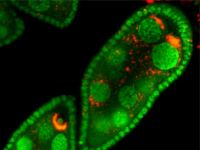 Hallan una bacteria que impide a los mosquitos transmitir dengue