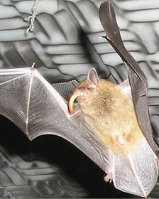 Los murciélagos novatos escuchan a sus ¨maestros¨ para aprender a cazar