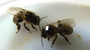 Colocan microchips en abejas de España