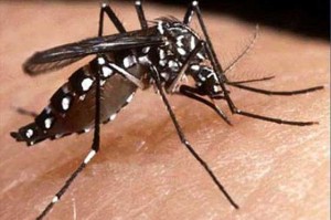 Cuba en “alerta máxima” por incremento del mosquito que causa dengue