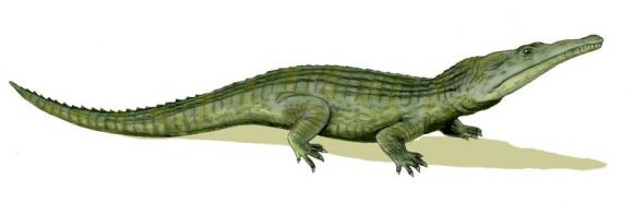 Investigadora Argentina identifico el árbol genealógico de los ancestros más antiguos de los cocodrilos y las aves‏