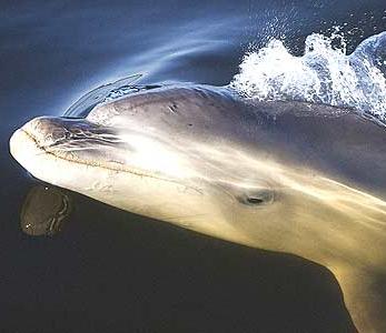 Descubren nueva especie de delfín