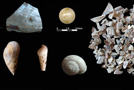 A los neandertales también les gustaba el marisco