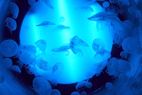 Desveladas las claves del éxito evolutivo de las medusas.