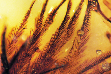 Hallan plumas de dinosaurio de 80 millones de años.