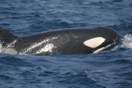 La orca se enamoró de la lancha (y le expresa su amor)