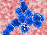 Descubren las mutaciones de una bacteria resistente.