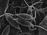 Descubren en Ecuador hongo que puede degradar plástico.