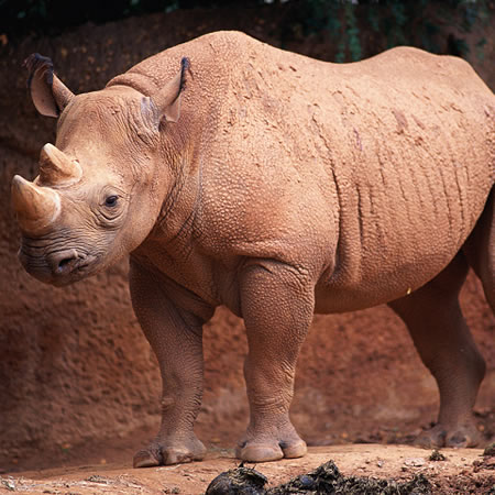 Rinocerontes venenosos intimidan a los cazadores ilegales.