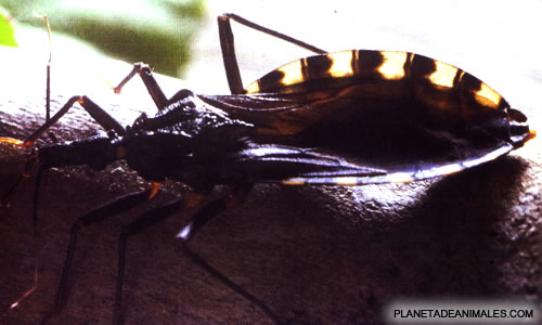 Investigadores Argentinos desarrollan un innovador insecticida para el control del Chagas