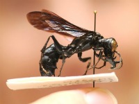 Descubierta una avispa gigante con una longitud de seis centimetros.