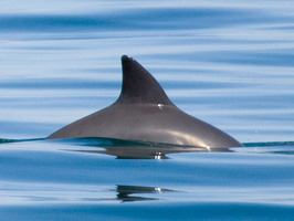 Avistan nueve ejemplares de la vaquita marina en Baja California