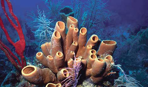  Las maravillosas esponjas marinas.