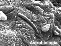 La Nasa anunciará descubrimiento sobre vida extraterrestre.