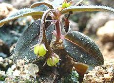 Botánicos aficionados descubren una planta que ¨se agacha¨ en Brasil