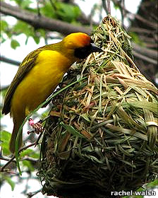 Las aves ¨aprenden a construir nidos¨