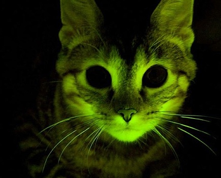 Felinos fosforescentes combaten el SIDA