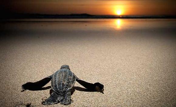 Las tortugas marinas más amenazadas del mundo