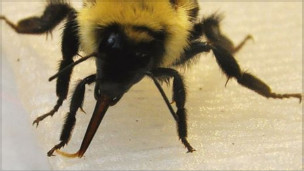 Las abejas consiguen el premio más dulce