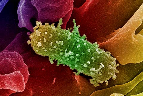 Junto a las carreteras hay más superbacterias.