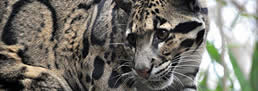 Comerse un leopardo les costó muy caro
