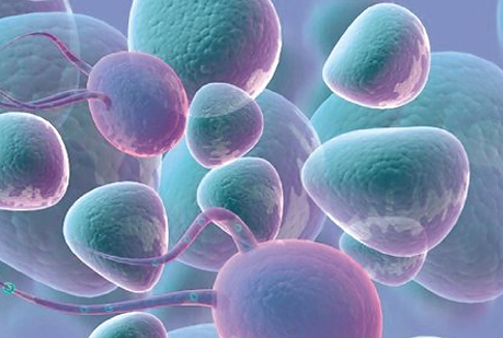 Premio Nobel de Medicina a la inmunidad.