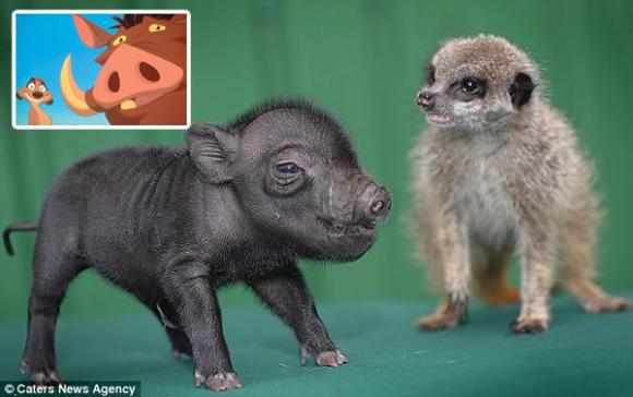Una insólita amistad entre un cerdo y una suricata como Timón y Pumba
