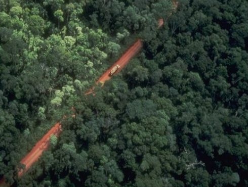 Cientificos Argentinos clonarán especies de la selva misionera