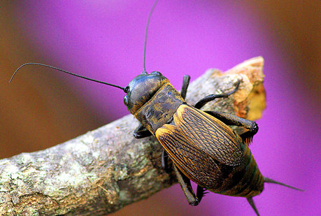 La caballerosidad no pasa de moda... en los insectos 
