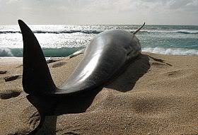 Cambiaría la polaridad terrestre y por eso encallan las ballenas.