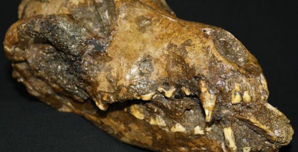 Descubren un perro prehistórico con un hueso de mamut en la boca