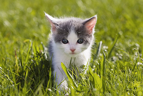 Los gatos asilvestrados son un peligro para la biodiversidad