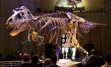 El tiranosaurio rex era más grande de lo pensado.