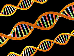 La evolución a largo plazo es algo más que una suma de mutaciones individuales