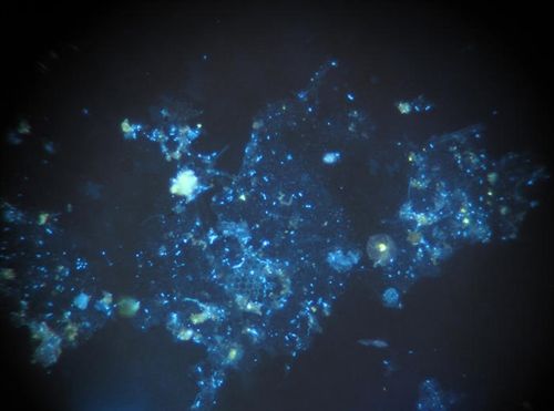 La comunicación bacteriana puede afectar al clima de la Tierra