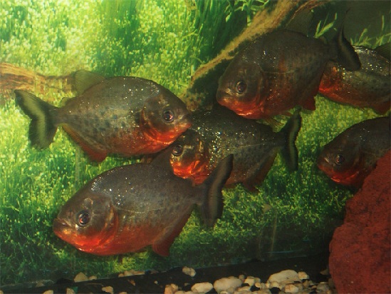 Las pirañas ladran cuando cazan