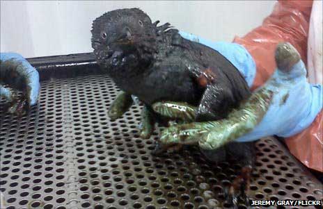 Así se rescata un pingüino