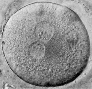 Científicos lograron generar tejido hepático con células madre