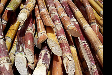 Bolsas ecológicas a partir de caña de azúcar.